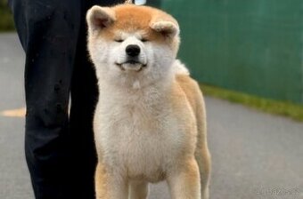 Akita Inu s průkazem původu FCI & AKIHO - odběr ihned