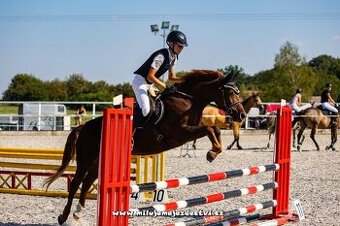Prodej pony klisny