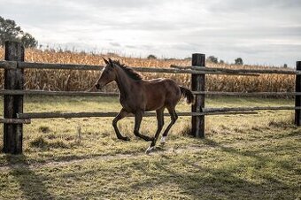 Hříbě odstávče A1/1
