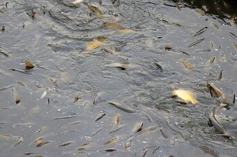 násada Kapr, amur, lín