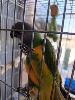 Papoušek senegalský