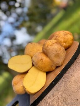 BRAMBORY na uskladnění ADÉLA