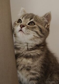 Britská modrá krátkosrstá kočka koťátko