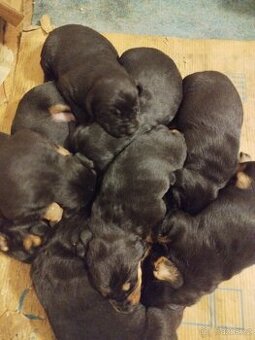 Štěňata křížence labradora