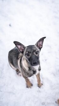 Anna - 4měsíční štěně, malá veselá holčička