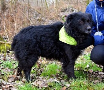 TICEAS K ADOPCI- 4 ROKY,TULÍCÍ ČERTÍK,HODNÝ,KLIDNÝ