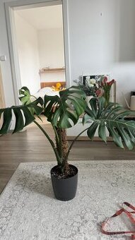 Prodám pokojovou rostlinu – Monstera (Monstera deliciosa)