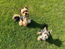 Jorksirsky teriér krytí