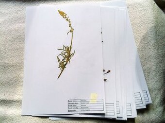 Prodám herbář až 50 bylin s přiloženými popisky