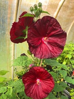 Velkokvěté Ibišky americké mrazuvzdorné letos již kvetou