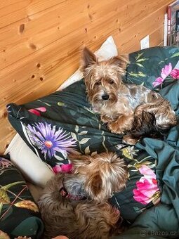 Hledám fenku pro našeho YT gentlemana