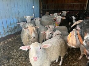 VF ovce 3-4 roky s jehnětem či bez
