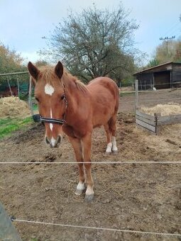 Dvouletý pony valach