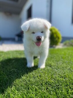 Akita inu s PP