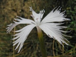 Hvozdík pozdní - Dianthus serotinus 600 semen 50 Kč - 1