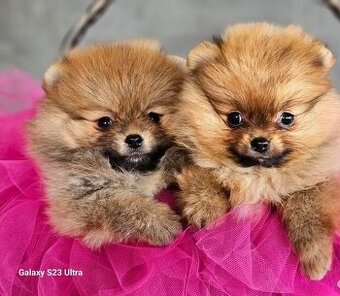 Pomeranian Boo