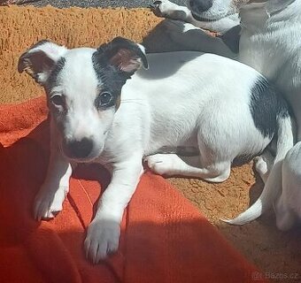 Jack Russel teriér