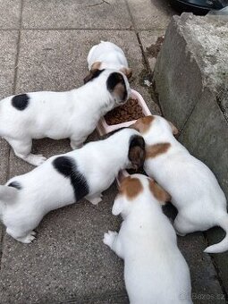 Jack russel teriér