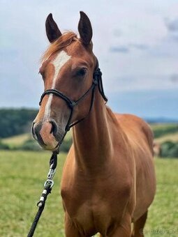 QH valach po AP Royal Bar