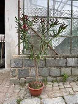 Oleander
