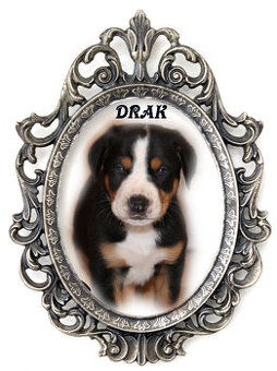 štěně - Velký švýcarský salašník