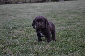 Německý křepelák