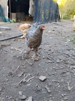 Prodám kohouta Bráhmanky velké