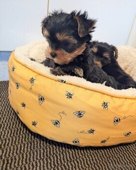 Jorkšírský teriér