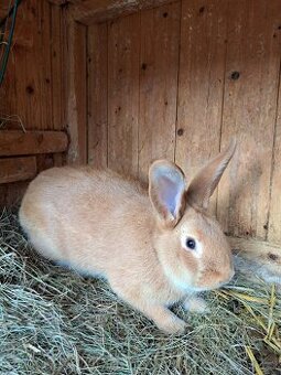 Burgundský králík - samec