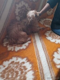 Yorkšírský teriér štěně fenka🐶 menší vzrůst, váha 3,5 kg