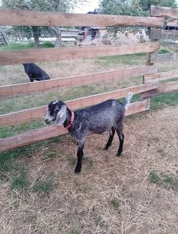 Kříženka anglonubijske kozy