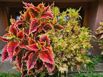 Africké okrasné kopřivy - SEMENA - Coleus