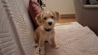 Štěně kříženec