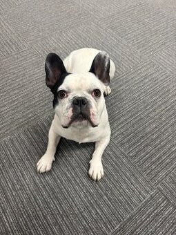 Francouzský buldoček - krytí