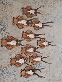 Trofeje, trofej, parozie, srnčie trofeje na drevených podlož