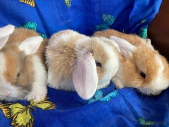 Zakrslý beránek / minilop - nádherná miminka akorát k odběru