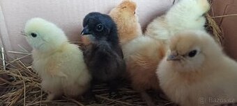 Ayam Cemani , hedvabnička NV