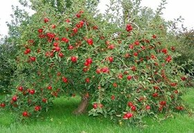 Shaním větve jabloně 70kč za kilo