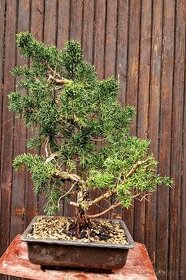 BONSAI, Bonsaj - Juniperus simpactu 2