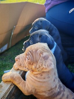 American bully xl