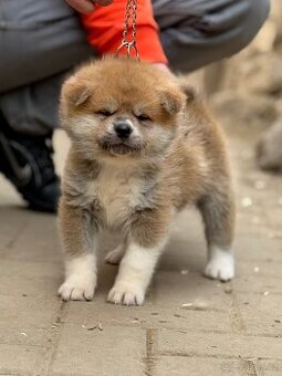 Akita Inu s průkazem původu