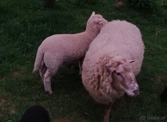 Jehňata