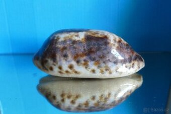 Cypraea testudinarea