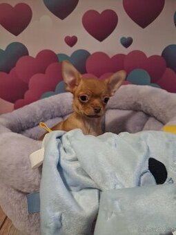 Chihuahua - Pes