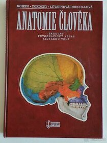 Anatomie člověka - Zánovní