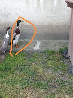 Kačer indický běžec