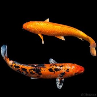 Koi kapr