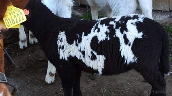 nabízím tygrovaného beránka 75% Dorper