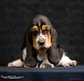 Basset Hound s PP - štěňata - 1