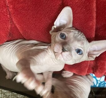kanadský sphynx bez PP